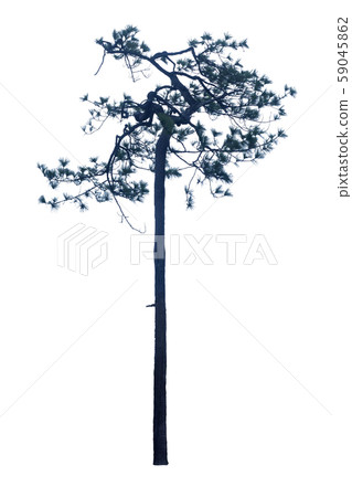 Pinus kesiya isolated on a white background. 59045862