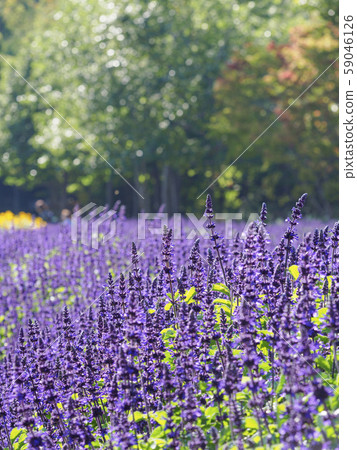 薰衣草田和森林一半 薰衣草田和森林一半 59046126