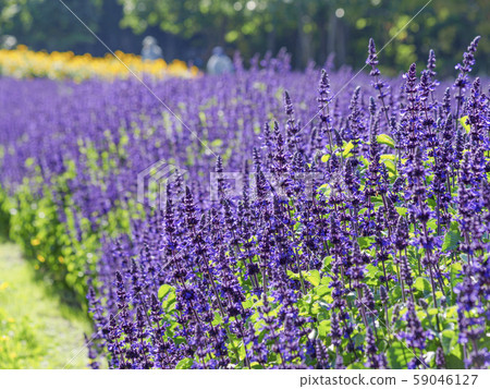 薰衣草田(深度) 薰衣草田(深度) 59046127