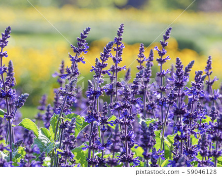 Lavender fields and sunflower fields Lavender fields and sunflower fields 59046128