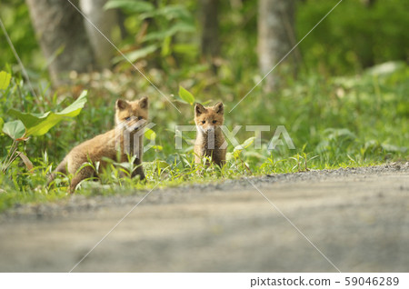 Kita fox child (Hokkaido) Kita fox child (Hokkaido) 59046289