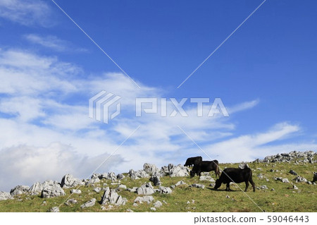 grazing grazing 59046443