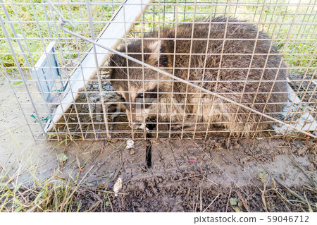 Raccoon caught in a box cage Raccoon caught in a box cage 59046712