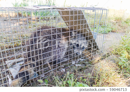 Raccoon caught in a box cage Raccoon caught in a box cage 59046713