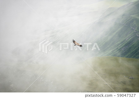 Mountain Caucasian eagle flies in the sky against the backdrop of rocky mountains and plateaus. The 59047327