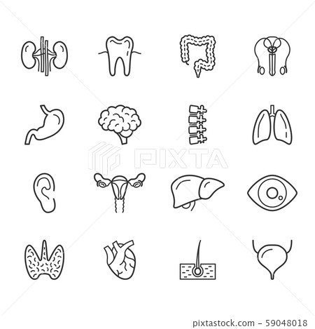 Human internal organs and body anatomy icons set 59048018