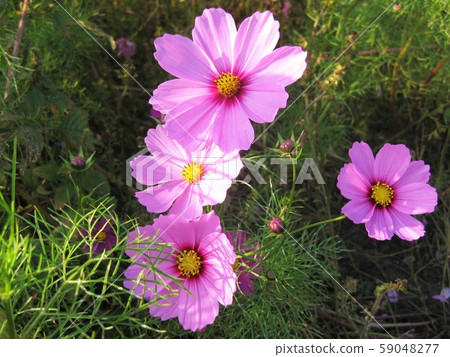Autumn cherry [Cosmos] up 59048277
