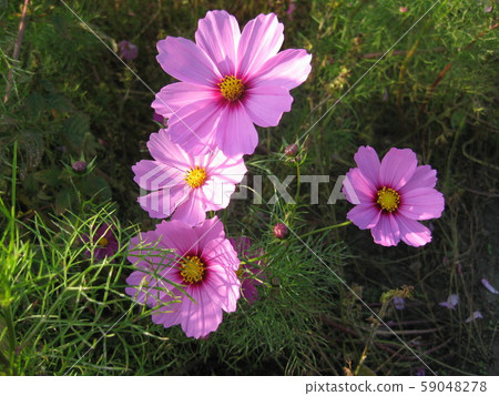 Autumn Sakura [Cosmos] Up 2 59048278