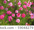 秋天的櫻花樹[波斯菊] A-1 59048279