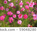 秋天的櫻花樹[波斯菊] A 59048280