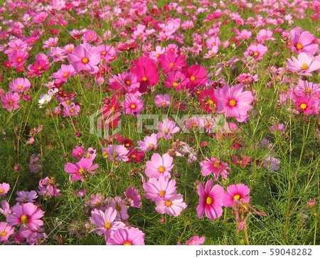 Autumn cherry tree [Cosmos] B 59048282