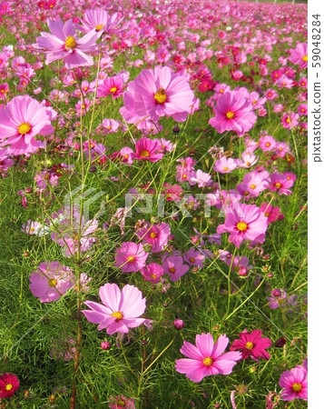 Autumn cherry [Cosmos] and bees 1 59048284