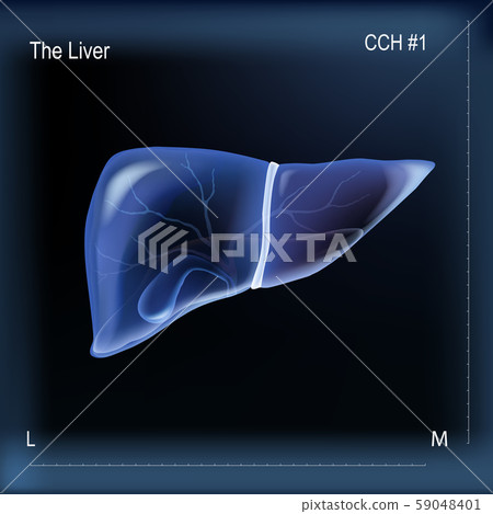 Realistic liver and gallbladder on dark blue bacground Realistic liver and gallbladder on dark blue bacground 59048401