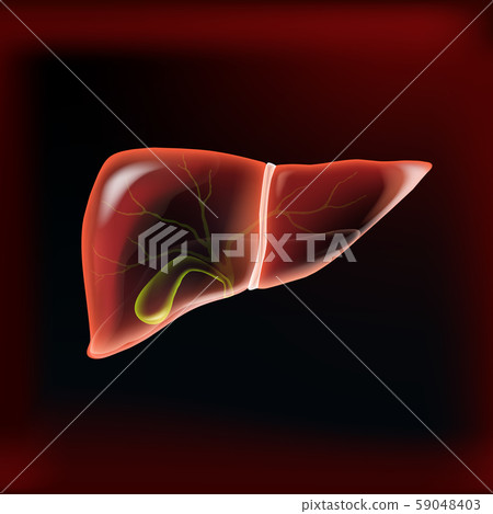 Realistic liver and gallbladder on dark red isolated Realistic liver and gallbladder on dark red isolated 59048403