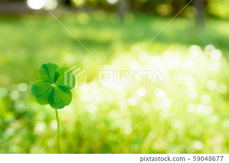 Four-leaf clover with glittering background Daytime 59048677