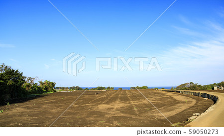 Radish field Radish field 59050273
