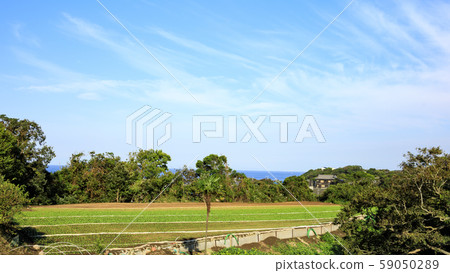 Radish field 59050289