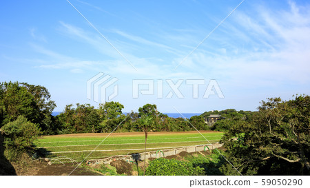 Radish field 59050290
