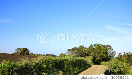 Radish field 59050291