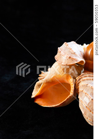 exotic set sea shells base vertical photo on black 59050353