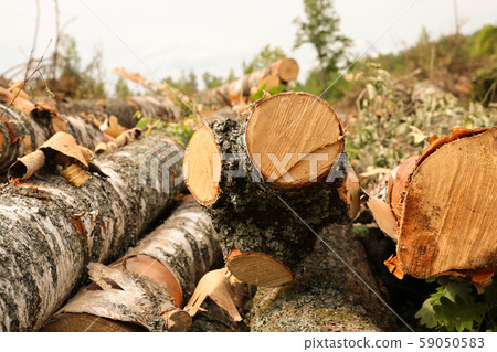 stack of long logs birch trunk sawed edge light 59050583
