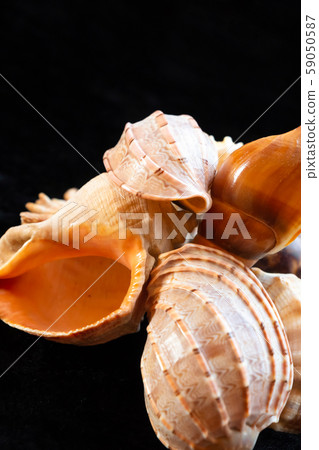 vertical photo of shells nautilus marine life vertical photo of shells nautilus marine life 59050587