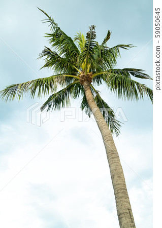 high coconut palm tropical plant asia Vietnam high coconut palm tropical plant asia Vietnam 59050645