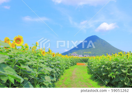 [Kagawa Prefecture] Sanuki Fuji and sunflower field "Iinosan" 59051262