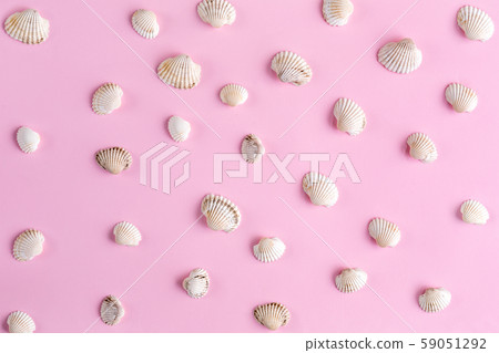 Seashells pattern isoalted on pink top view Seashells pattern isoalted on pink top view 59051292