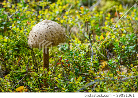 Macrolepiota procera, the parasol mushroom with a 59051361
