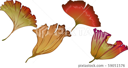 Vector autumn yellow and red ginkgo leaves. 59051576