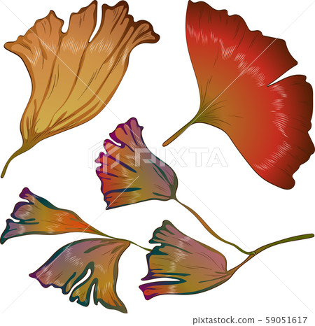 Vector autumn yellow and red ginkgo leaves. Vector autumn yellow and red ginkgo leaves. 59051617