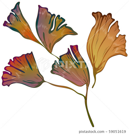 Vector autumn yellow and red ginkgo leaves. Vector autumn yellow and red ginkgo leaves. 59051619