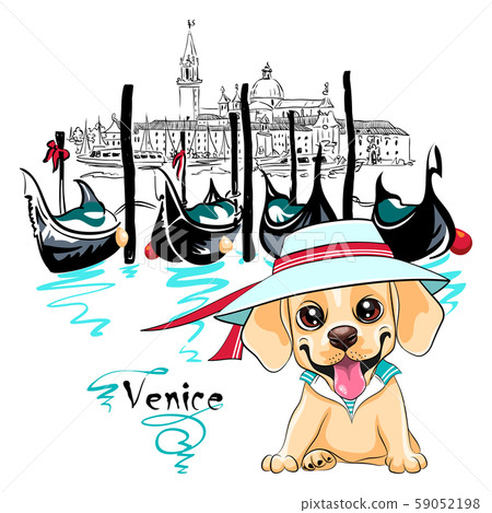 Cute puppy Labrador in Venice 59052198