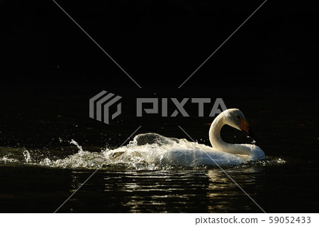 Showa Forest Swan 59052433