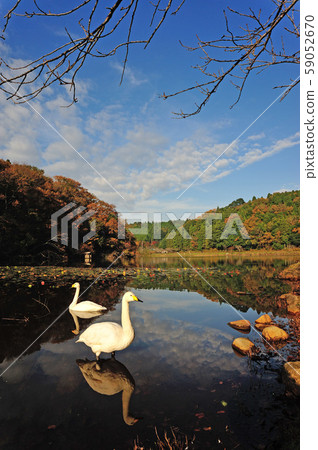 Showa Forest Swan Showa Forest Swan 59052670
