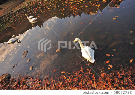 Showa Forest Swan 59052788