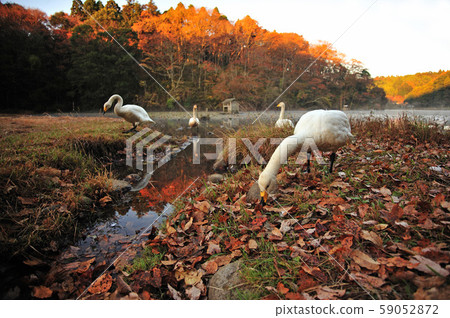 Showa Forest Swan 59052872