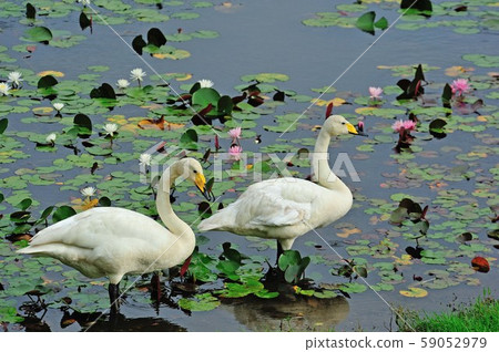 Showa Forest Swan 59052979