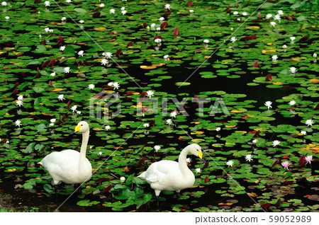Showa Forest Swan Showa Forest Swan 59052989