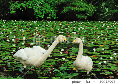 Showa Forest Swan 59052991