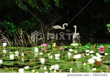 Showa Forest Swan 59053263