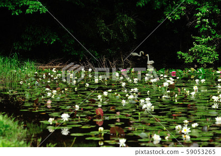 Showa Forest Swan 59053265