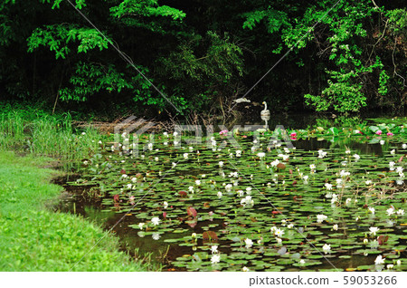 Showa Forest Swan Showa Forest Swan 59053266