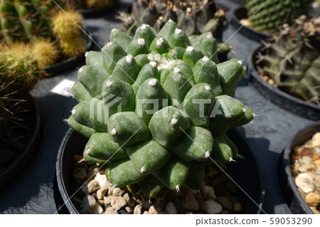 Cactus in the garden, Thailand Cactus in the garden, Thailand 59053290