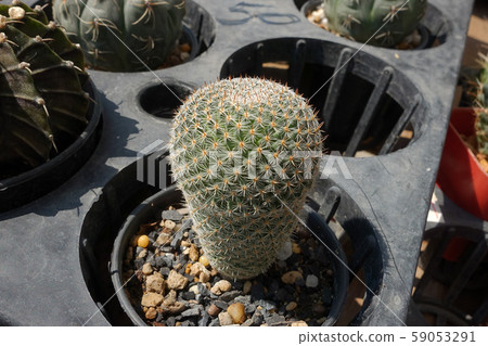 Cactus in the garden, Thailand Cactus in the garden, Thailand 59053291