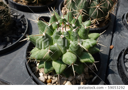 Cactus in the garden, Thailand Cactus in the garden, Thailand 59053292