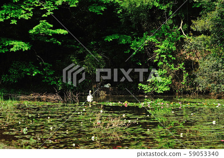 Showa Forest Swan Showa Forest Swan 59053340