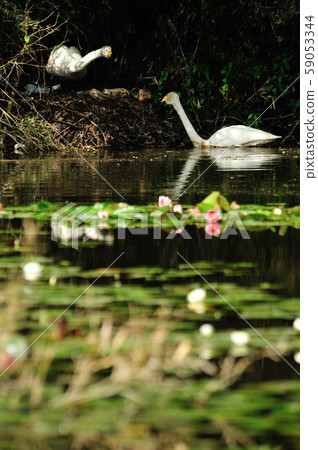 Showa Forest Swan 59053344