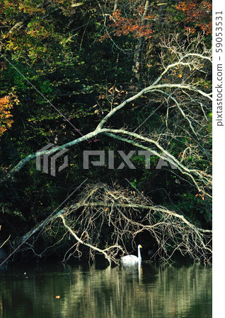 Showa Forest Swan 59053531